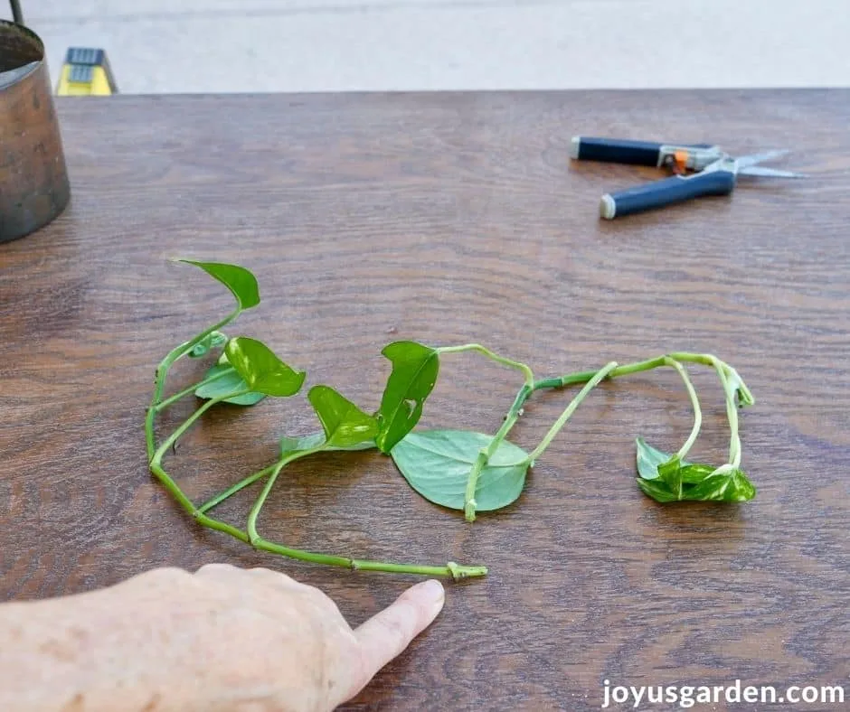 a finger points at a root node on the stem of a pothos plant cutting