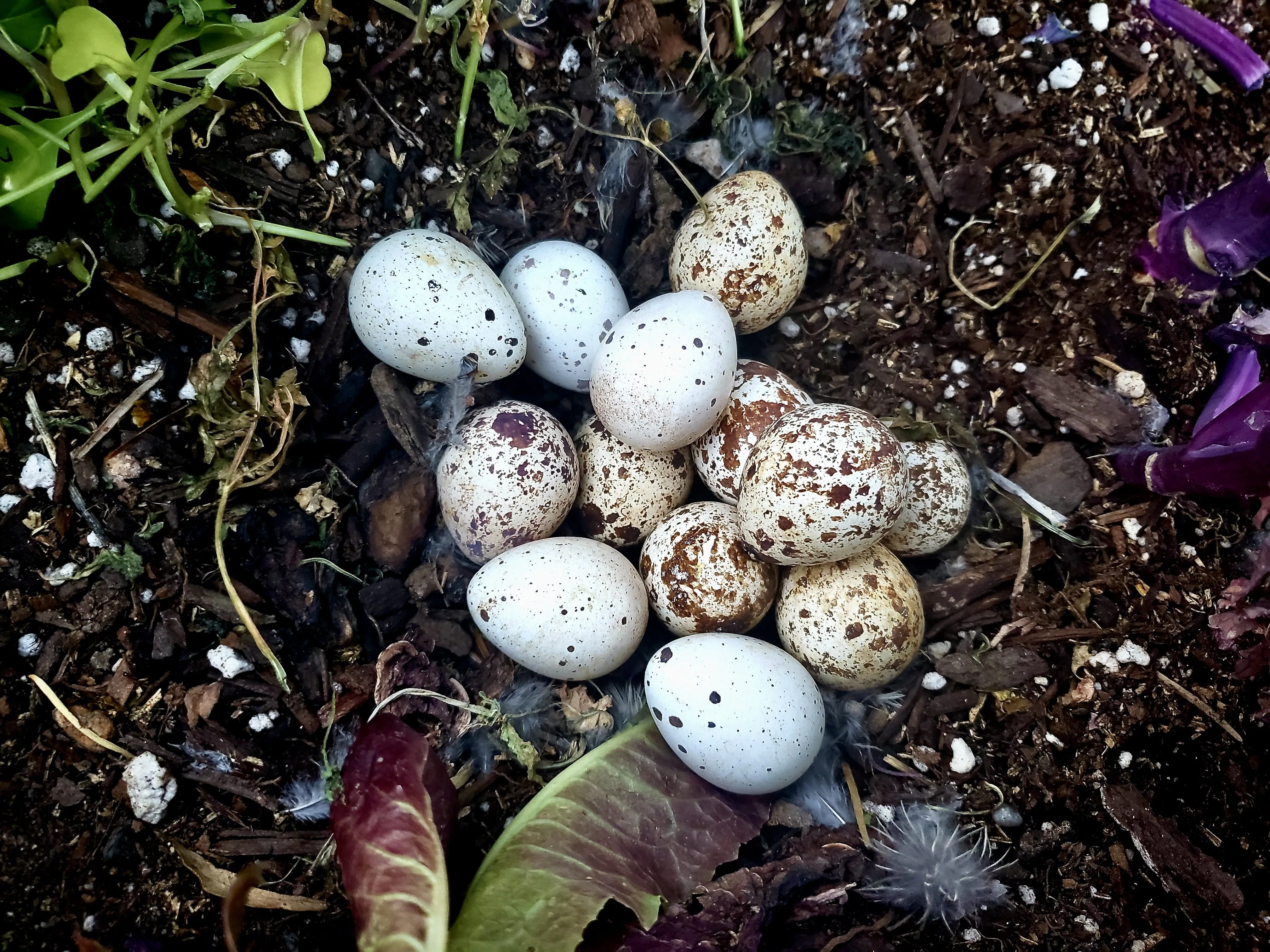 A pile of white & brown speckled quail eggs in raised vegetable garden bed.