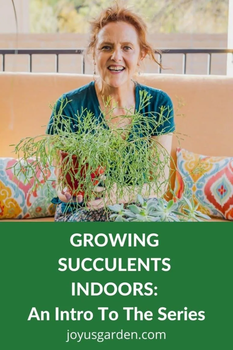 a woman in a green shirt holds a succulent plant the text reads growing succulents indoors an intro to the series