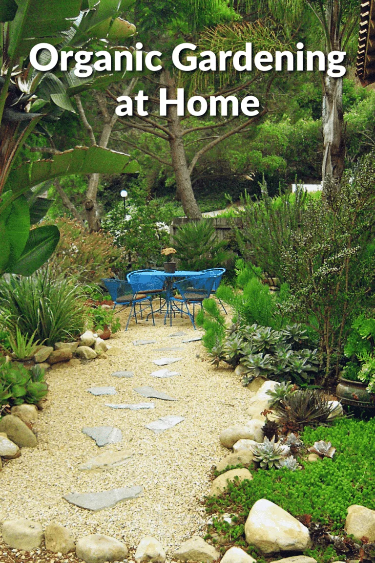 a beautiful garden with a gravel patio area & lots of succulents the text reads organic gardening at home