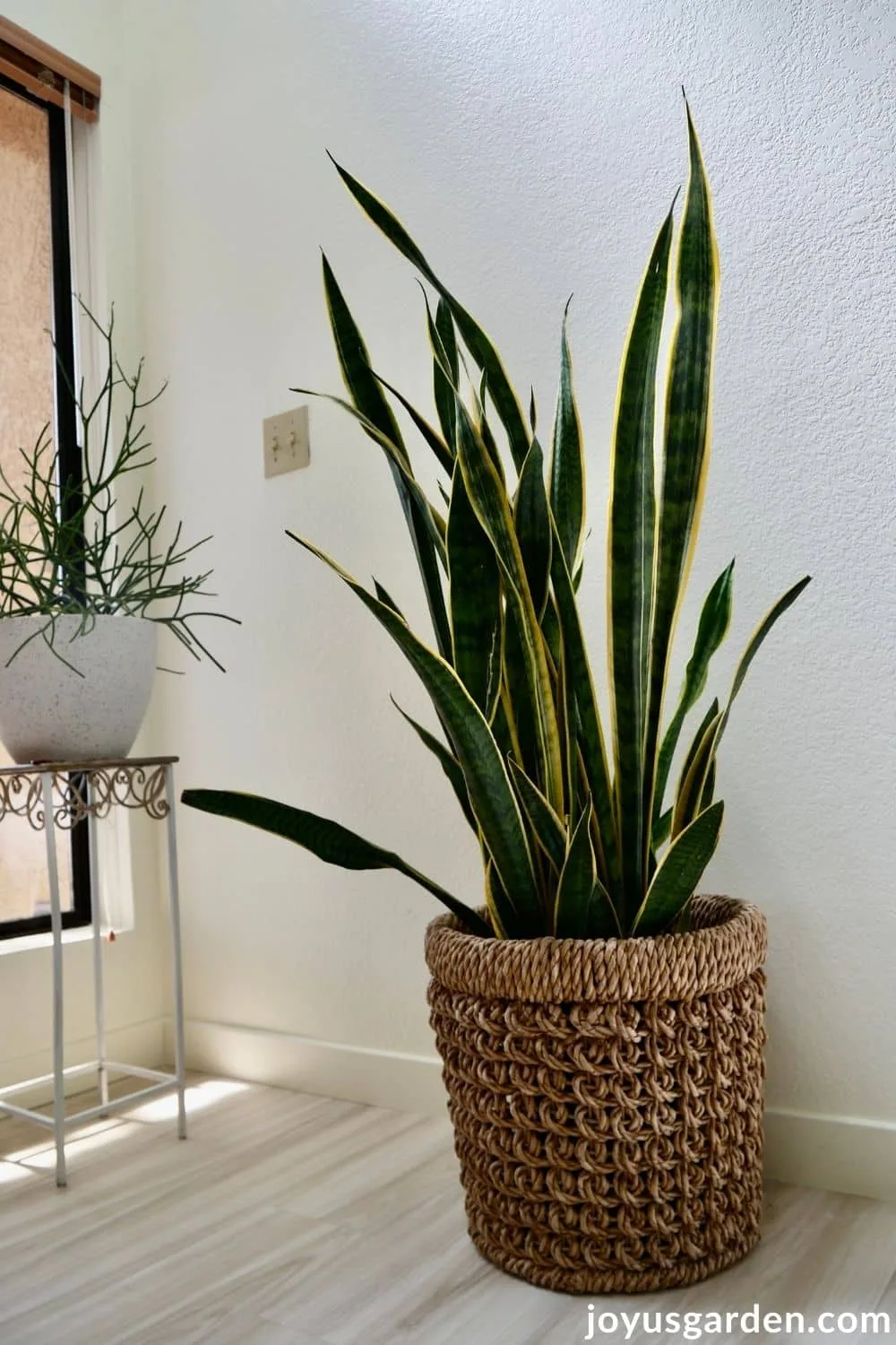 a large snake plant sansevieria in a basket sits on the floor next to a pencil cactus