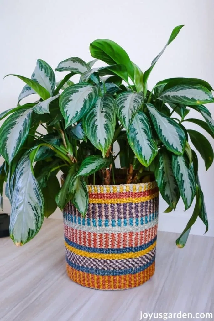 a large agalonema chinese evergreen silver bay sits in a large brightly colored basket available at world market