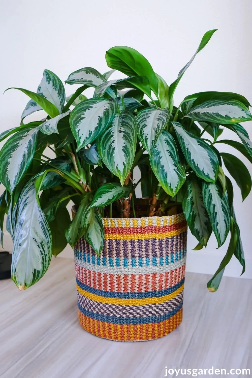 a large aglaonema chinese evergreen silver bay sits in a multi-colored basket