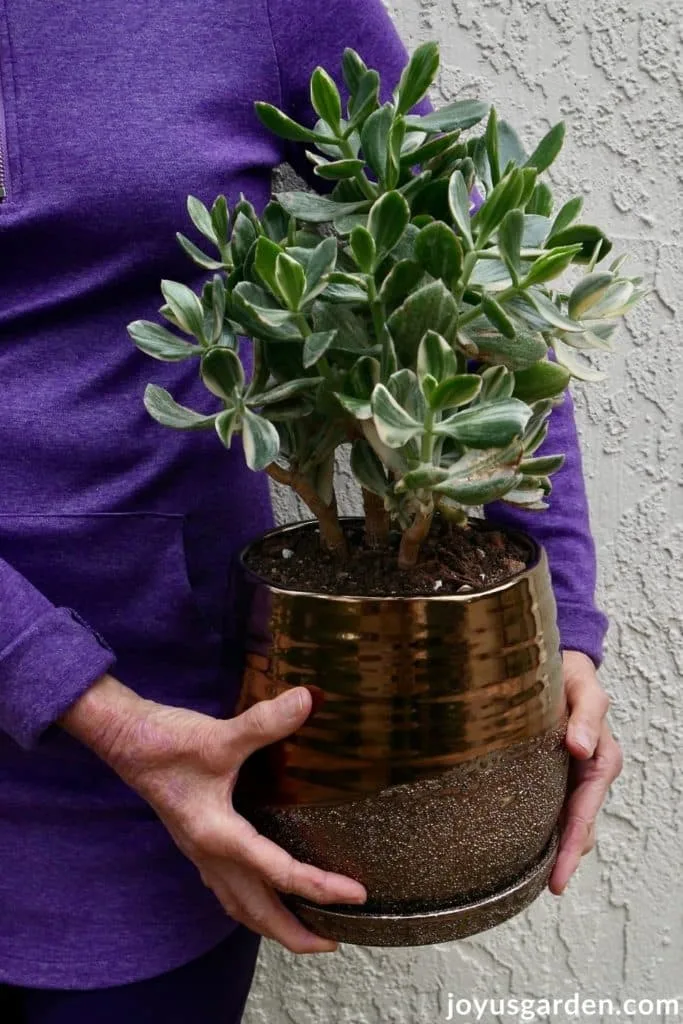 a variegated jade plant in a metallic bronze pot is being held by a woman in a purple shirt