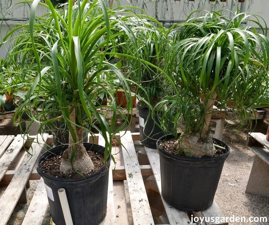 ponytail palms with trunks & multiple heads sit on a pallet bench in a greenhouse