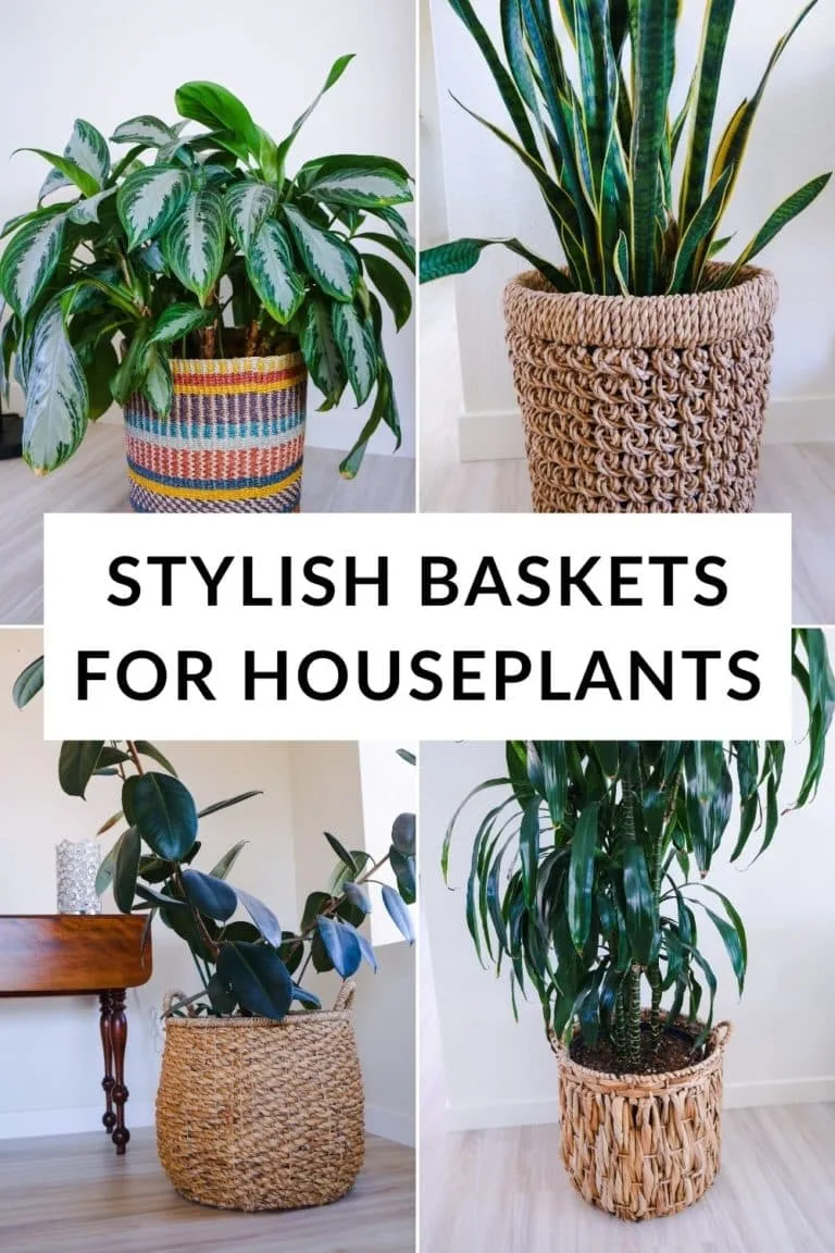 a collage showing 4 large houseplants in different baskets the text reads stylish baskets for houseplants