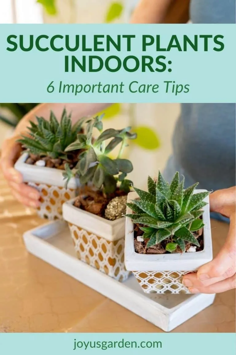 3 small succulents in small gold guilded containers are held by 2 hands the text reads succulent plants indoors 6 important care tips