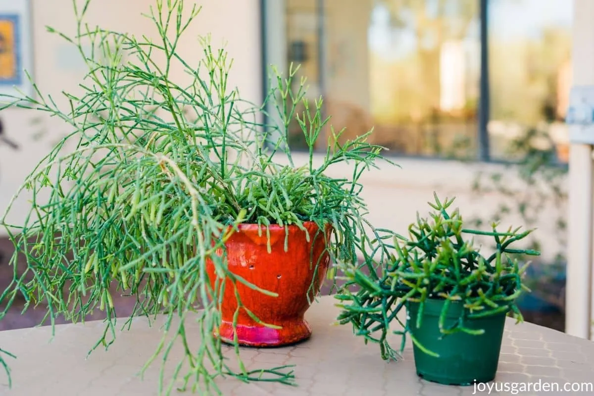 a dancing bones cacti in a red ceramic pot sits next to a mistletoe cactus in a grow pot