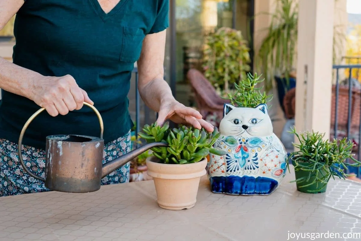 a woman is watering a small jade plant succulent 2 other succulents plus a cat ceramic pot sit next to it