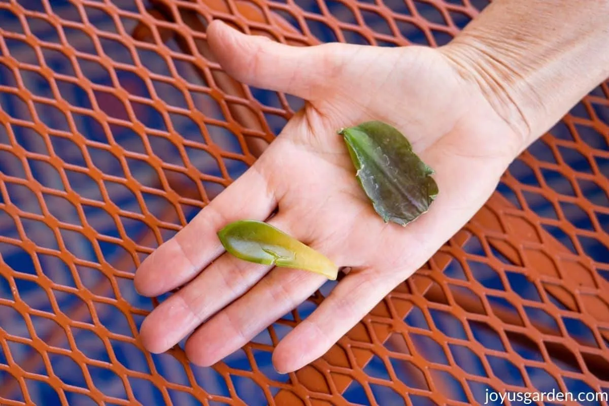 a hand holds 2 succulent plant leaves 1 is under watered & the other is overwatered 