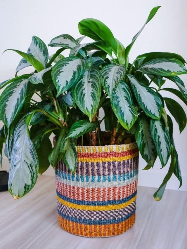 7 Cute & Stylish Baskets for Large Houseplants