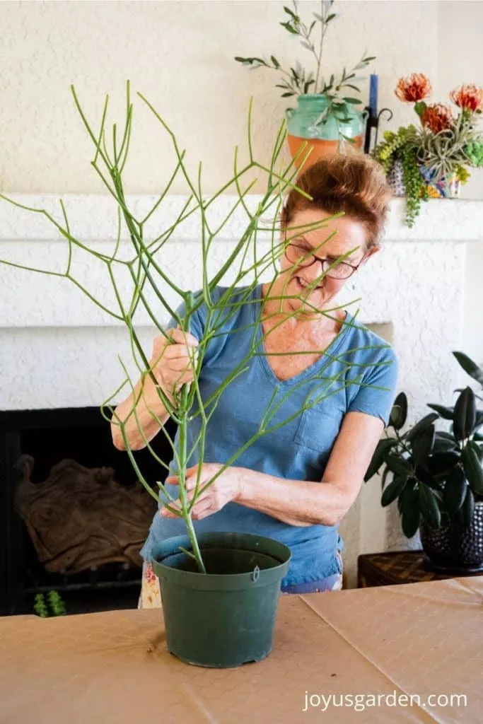 nell foster puts a 4' pencil cactus cutting into a green grow pot