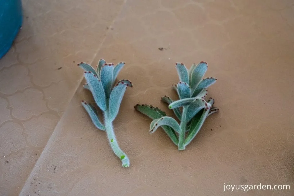 2 panda plant succulent cuttings sit side by side one has the leaves stripped off the lower half of the stem