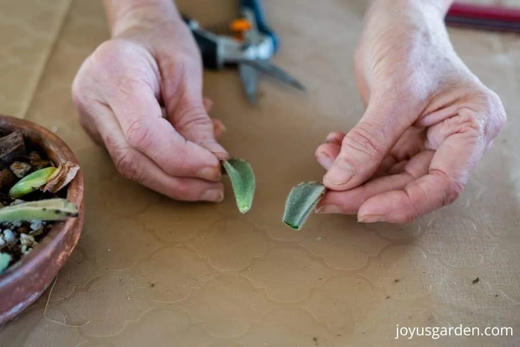 2 hands hold 2 succulent leaves for succulent leaf propagation