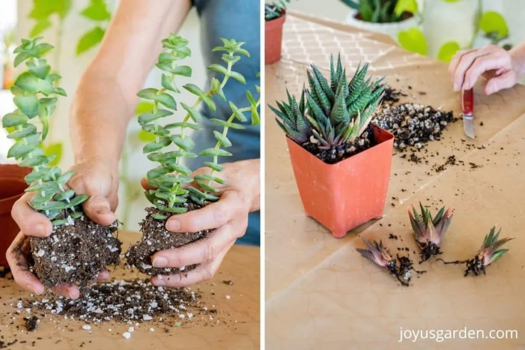 a split photo shows a succulent being divided on 1 side & pups removed off another succulent on the other side