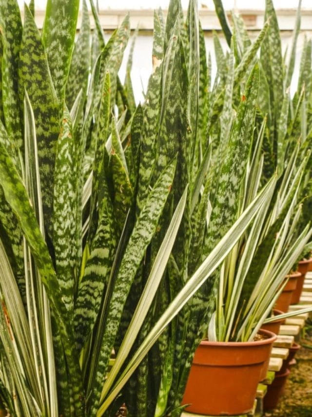 How To Care For Snake Plant (Sansevieria)