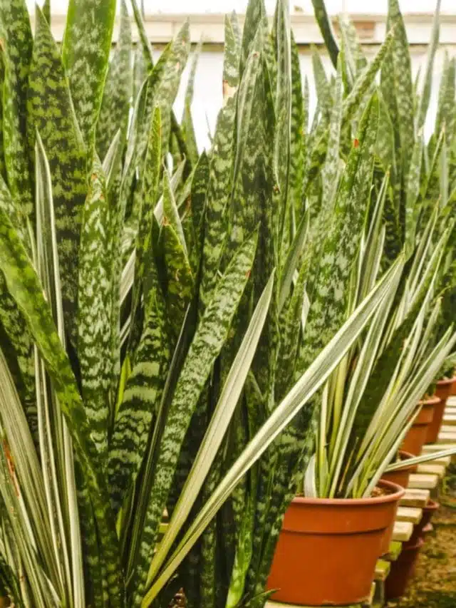 How To Care For Snake Plant (Sansevieria)