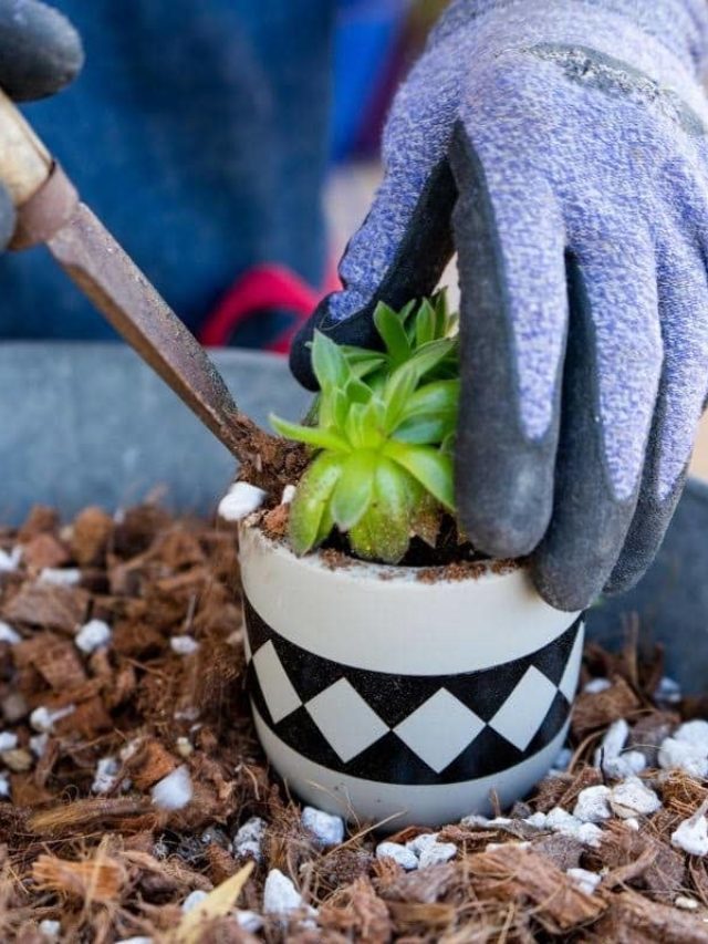 Indoor Succulents: Choosing Succulent Plants & Pots