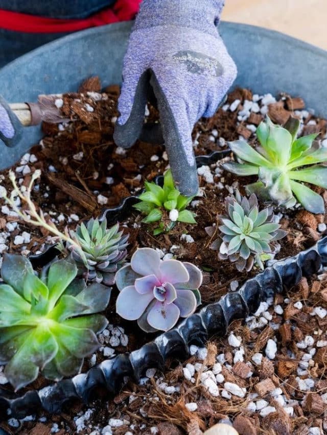 13 Problems You May Have Growing Succulent Houseplants