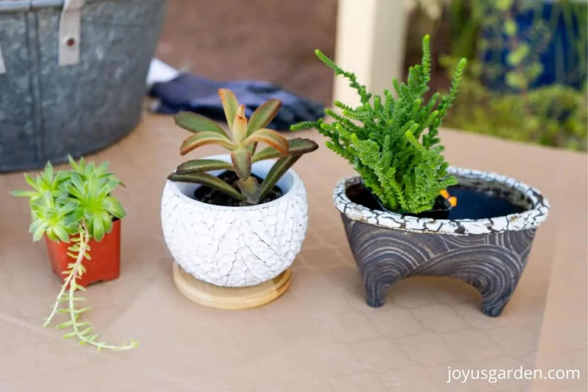 3 small succulent plants & 2 pots sit on a table