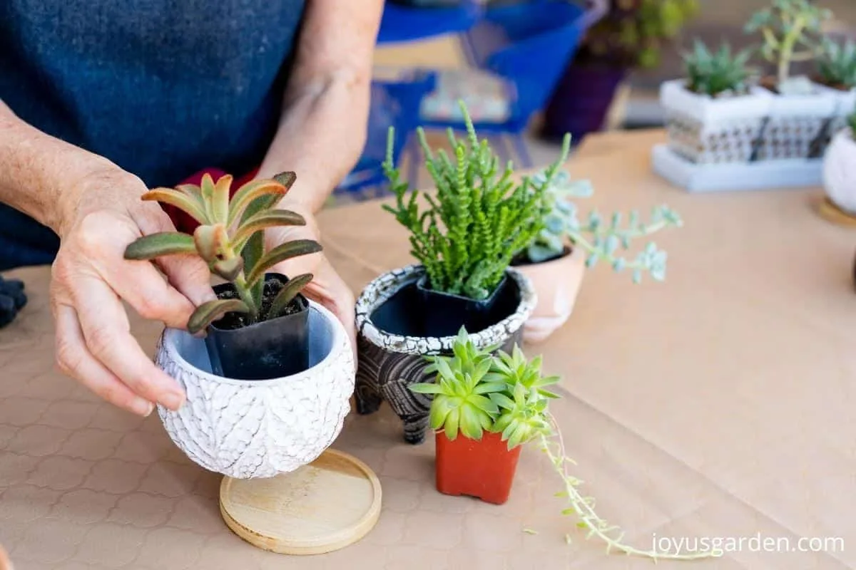 2 hands are placing a small succulent plant into a small ceramic other small succulents & pots are on the table       