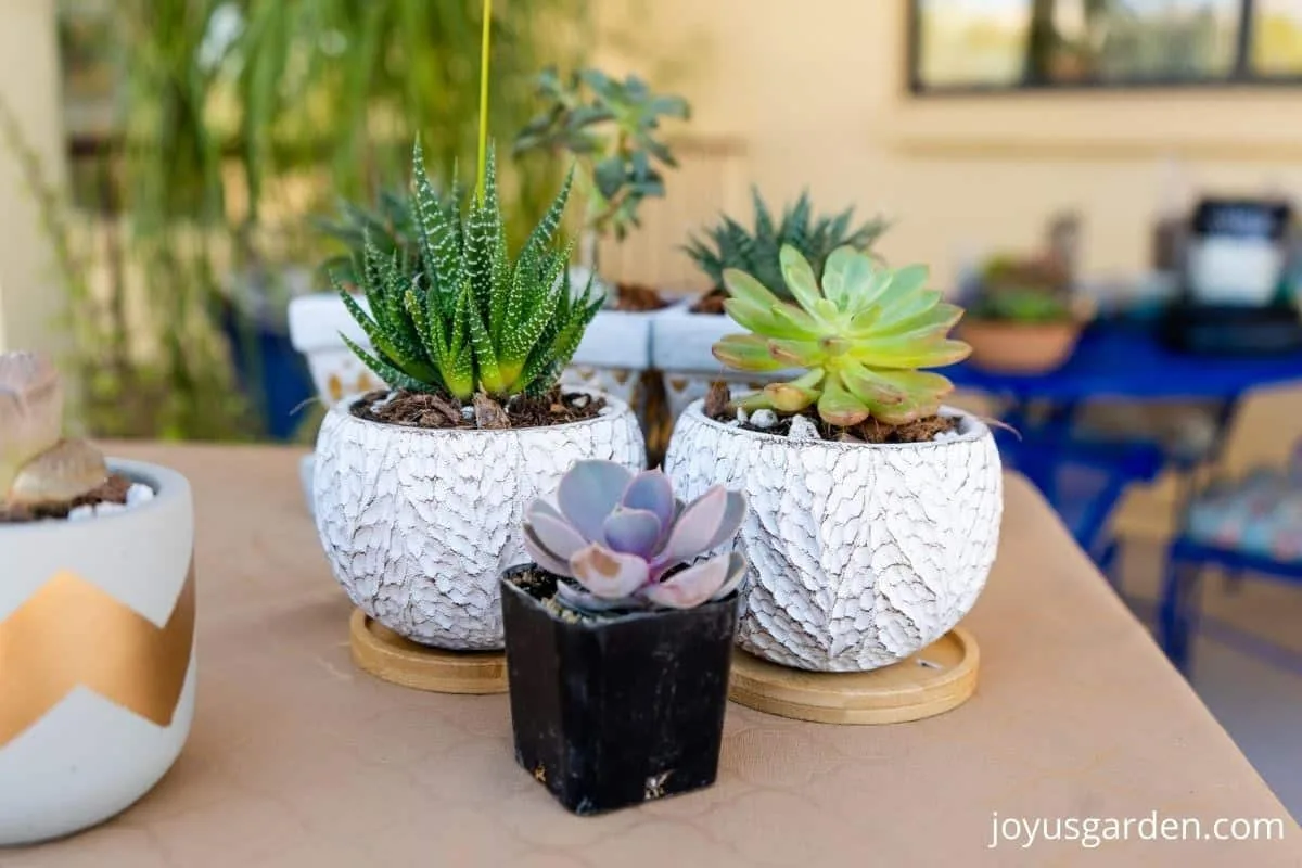 close up of small succulent plants and small pots on a table outdoors