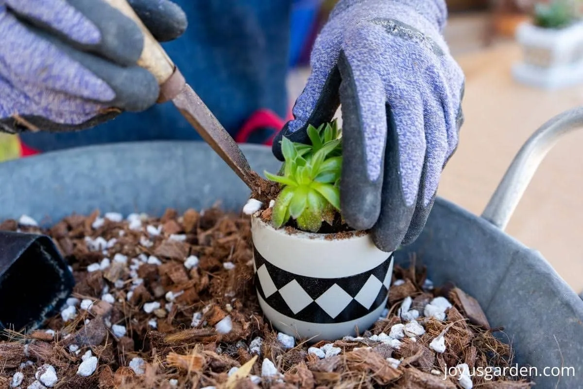 a small succulent is being planted into a small ceramic pot it sits in a tin of succulent soil mix