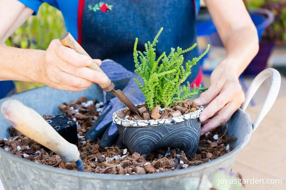 a mini trowel is planting a small succulent plant into a small ceramic it sits in a tin of succulent soil mix