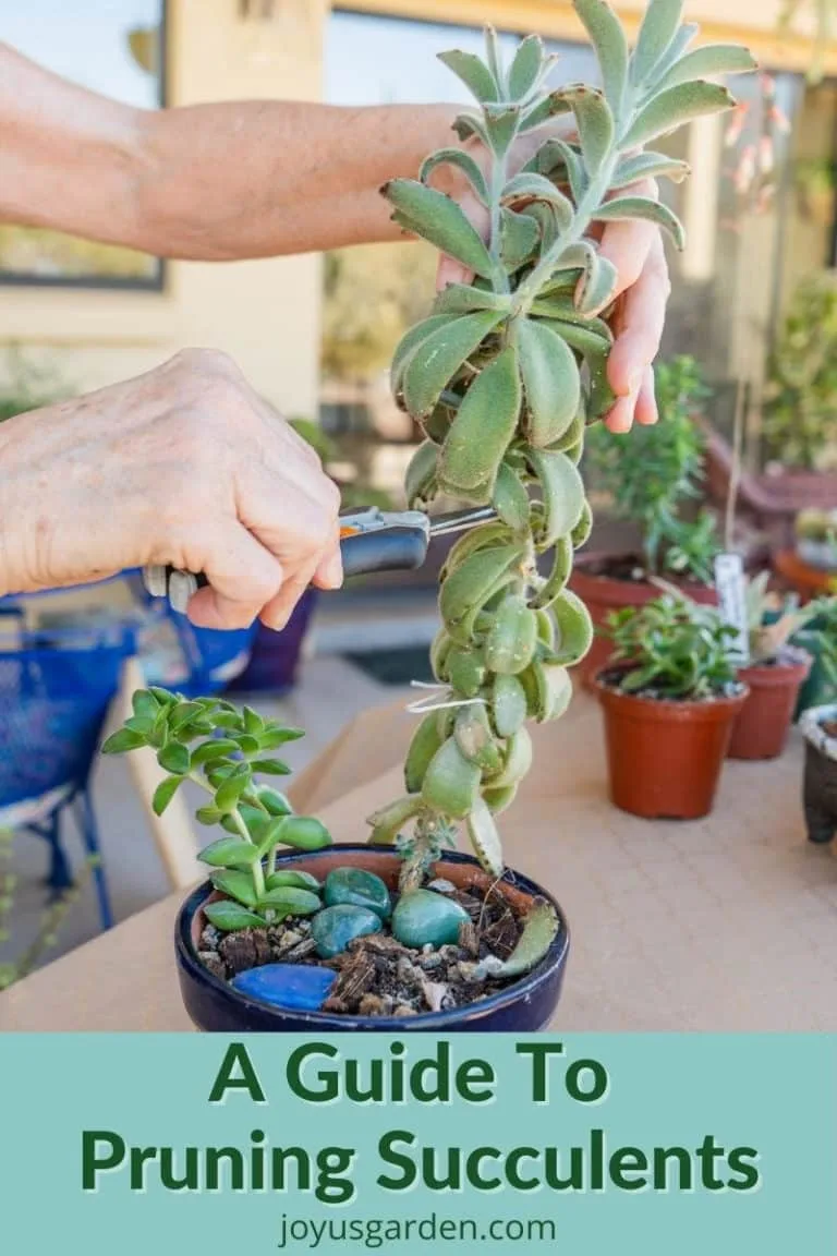 the stem of a panda plant is being pruned with a pair of floral snips the text reads a guide to pruning succulents