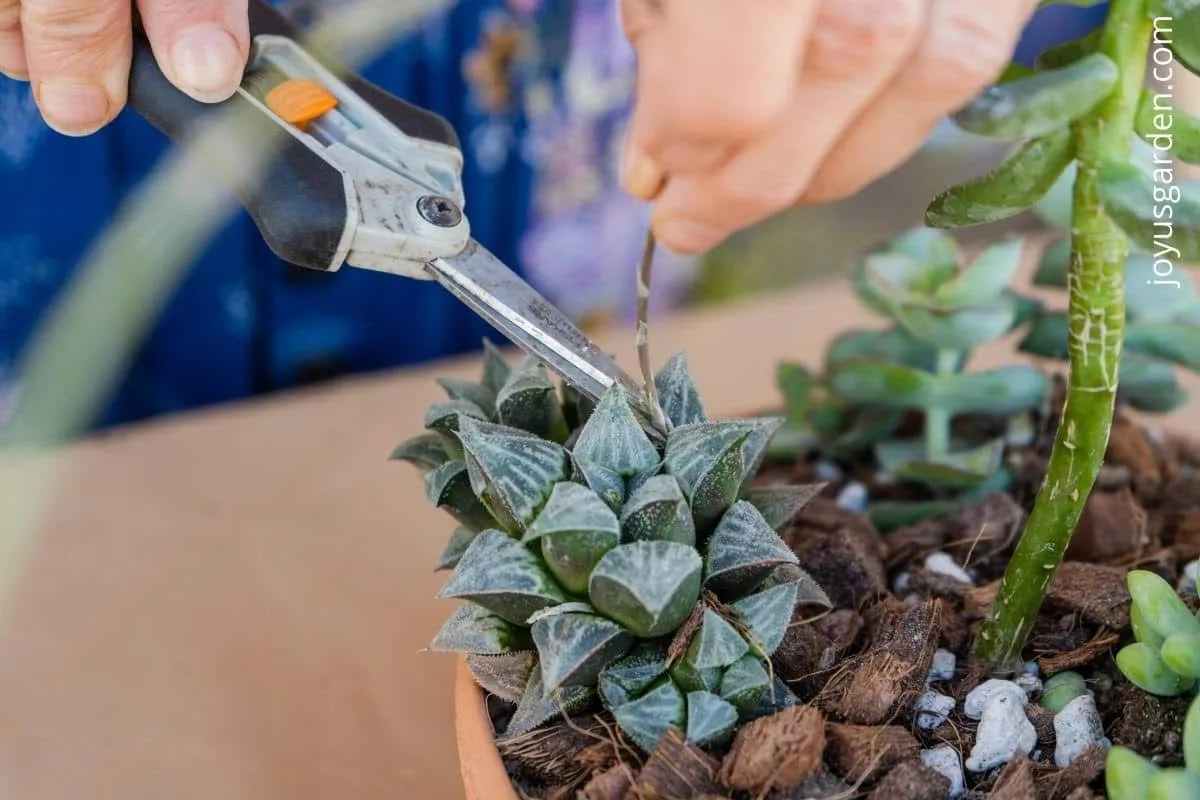 a flower stem being cut off a haworthia succulent with a pair of floral snips