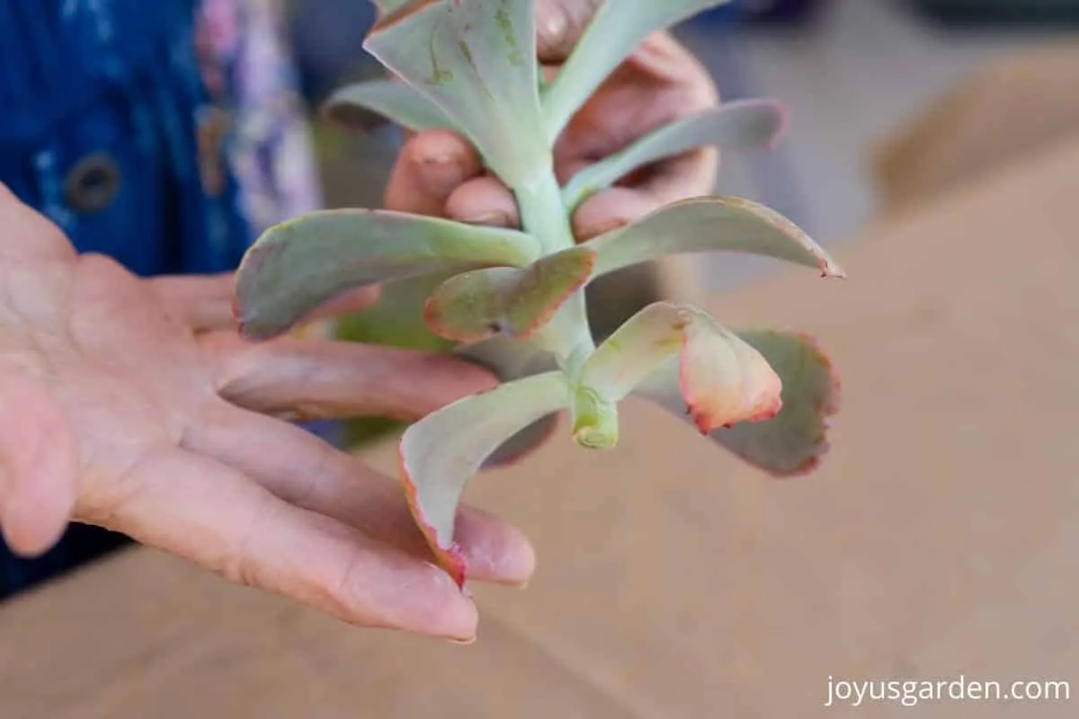 close up of 2 hands holding the cut stem of an echeveria succulent