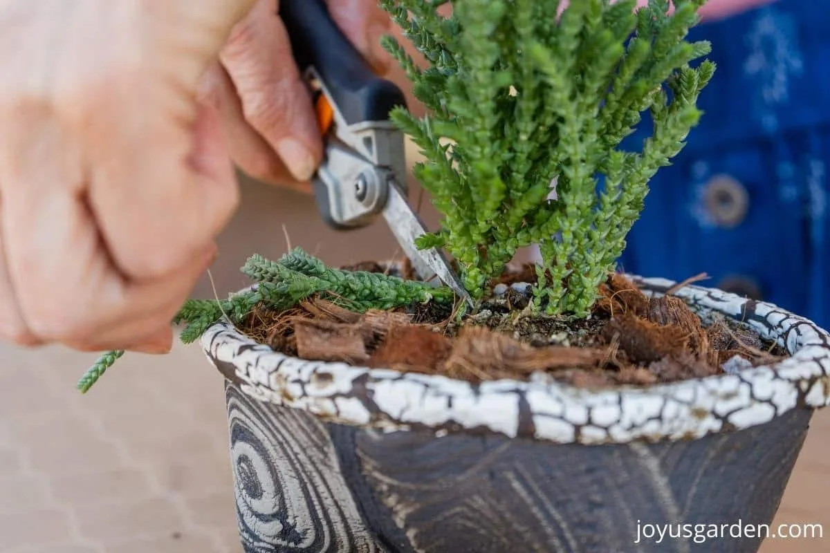 a pair of floral snips cut off a broken stem oof a Princess Pine Crassula