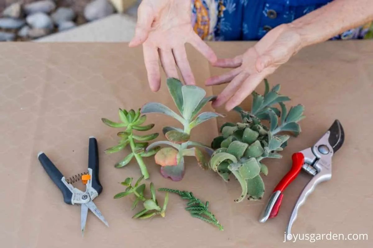 2 hands showcase a variety of succulent plant stems with pruning tools on either side