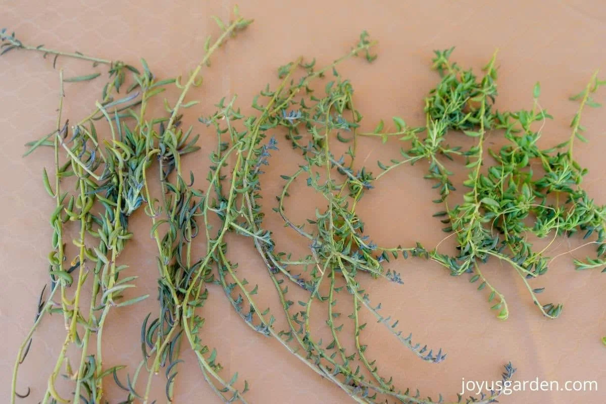 close up of many stems pruned off hanging succulent plants 