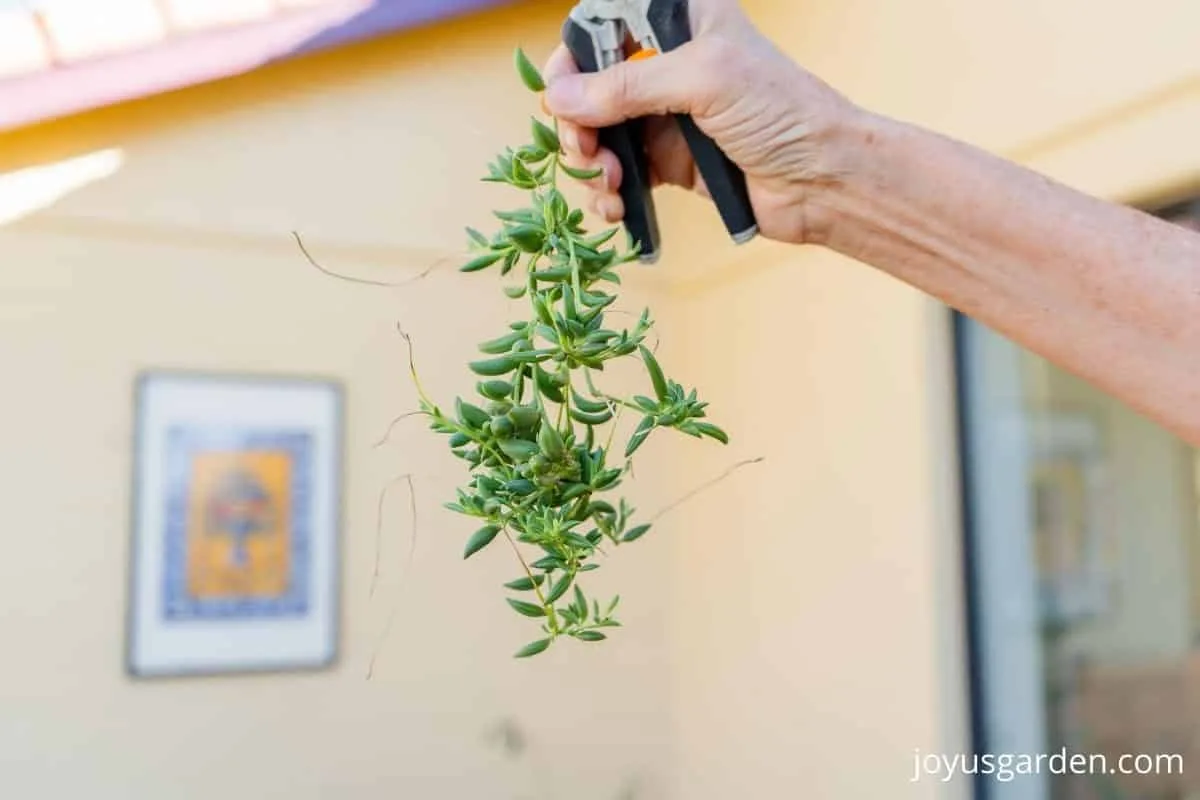 a hand holds a pair of floral snips & a string of bananas succulent stem