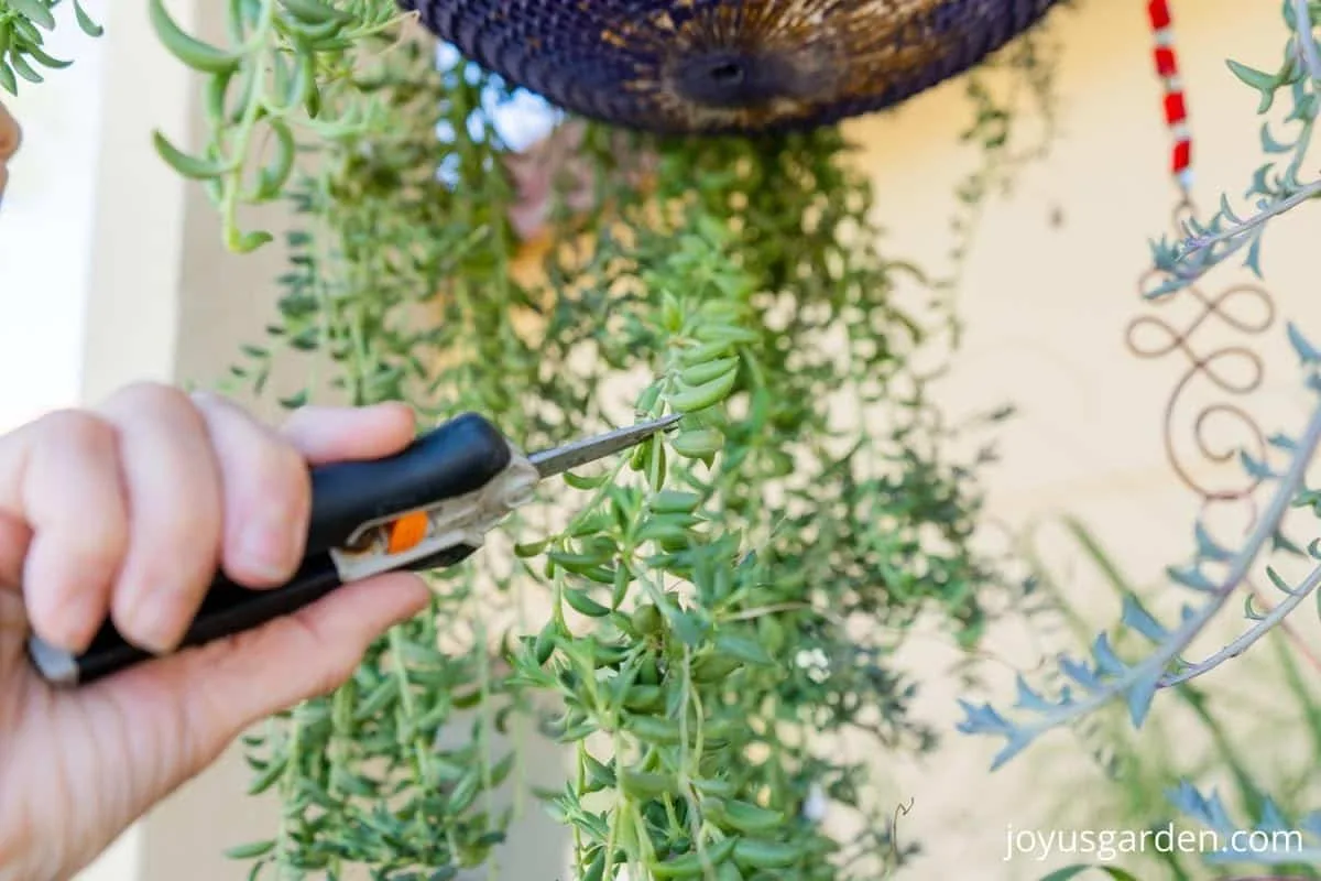 close up of a pair of floral snips cutting a stem off a string of bananas plant