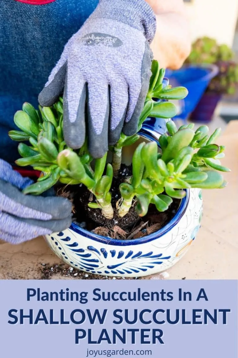 2 hands are planting a small jade plant into an odd-sized cat planter the text reads planting succulents in a shallow succulent planter