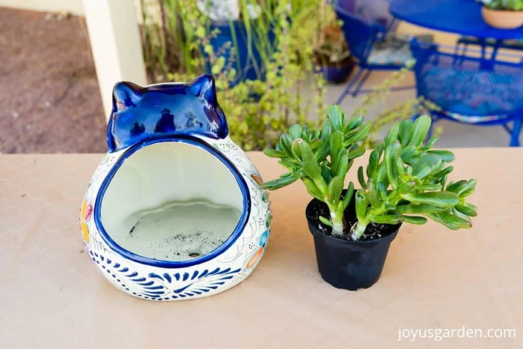 a 4" jade plant succulent sits next to a talavera cat ceramic pot