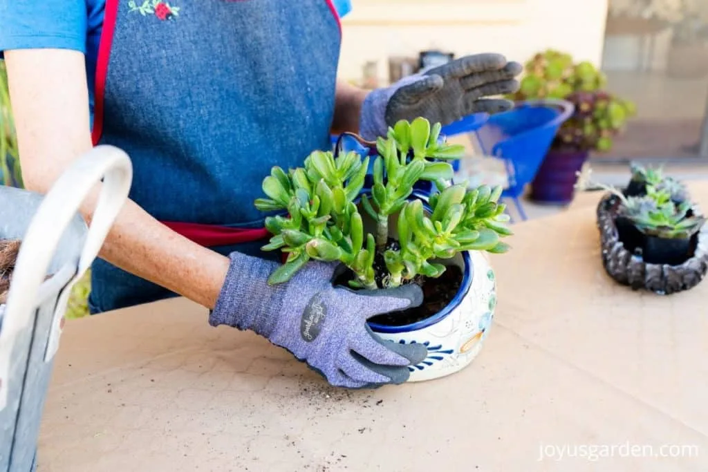 1 hand plants a small jade plant succulent into a talavera cat planter a low bronze dish filled with succulents sit nearby