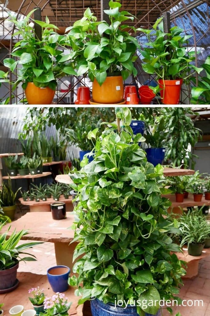 A collage of 2 photos 3 smaller pothos plants growing on moss poles in ceramic pots on the top & 1 large pothos plant growing on a stake on the bottom.