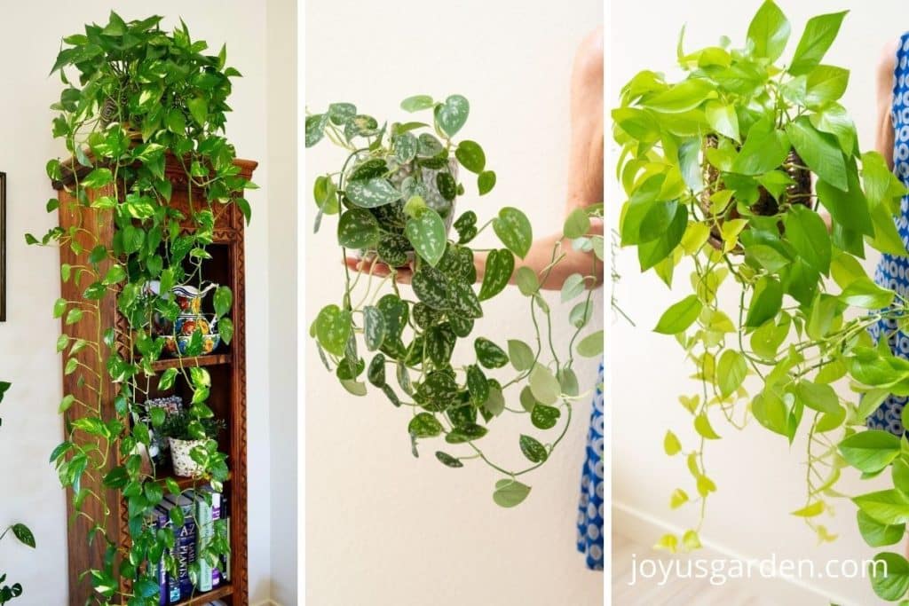 Pothos Plant Care (Epipremnum aureum): The Easiest Trailing Houseplant