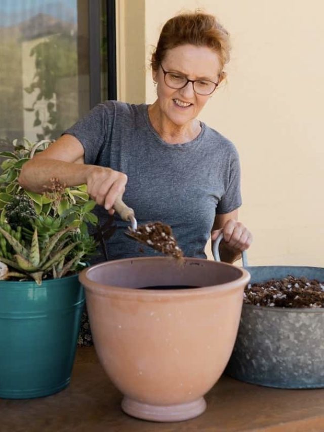 Beginners Guide To Repotting Succulents