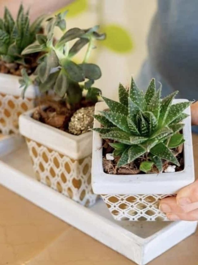 How To Care For Succulents In Pots Without Drain Holes