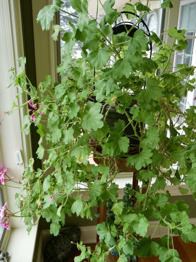 How To Prune Your Overgrown Geraniums