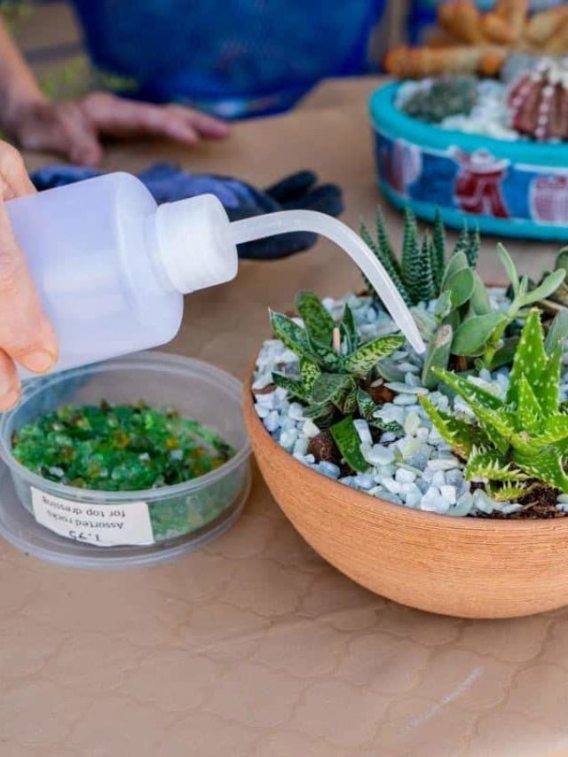 Watering Succulents: Indoor Succulent Watering Guide