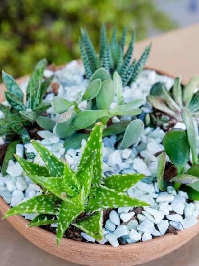 Succulent Care Indoors: 6 Important Succulent Care Tips