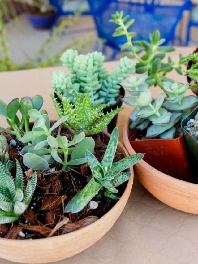 Indoor Succulent Plant Care: The Basics For Beginners