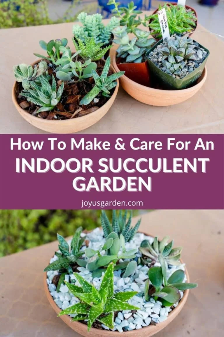 a collage of 2 succulent dish gardens on the top & 1 succulent dish garden on the bottom the text reads how to make & care for an indoor succulent garden