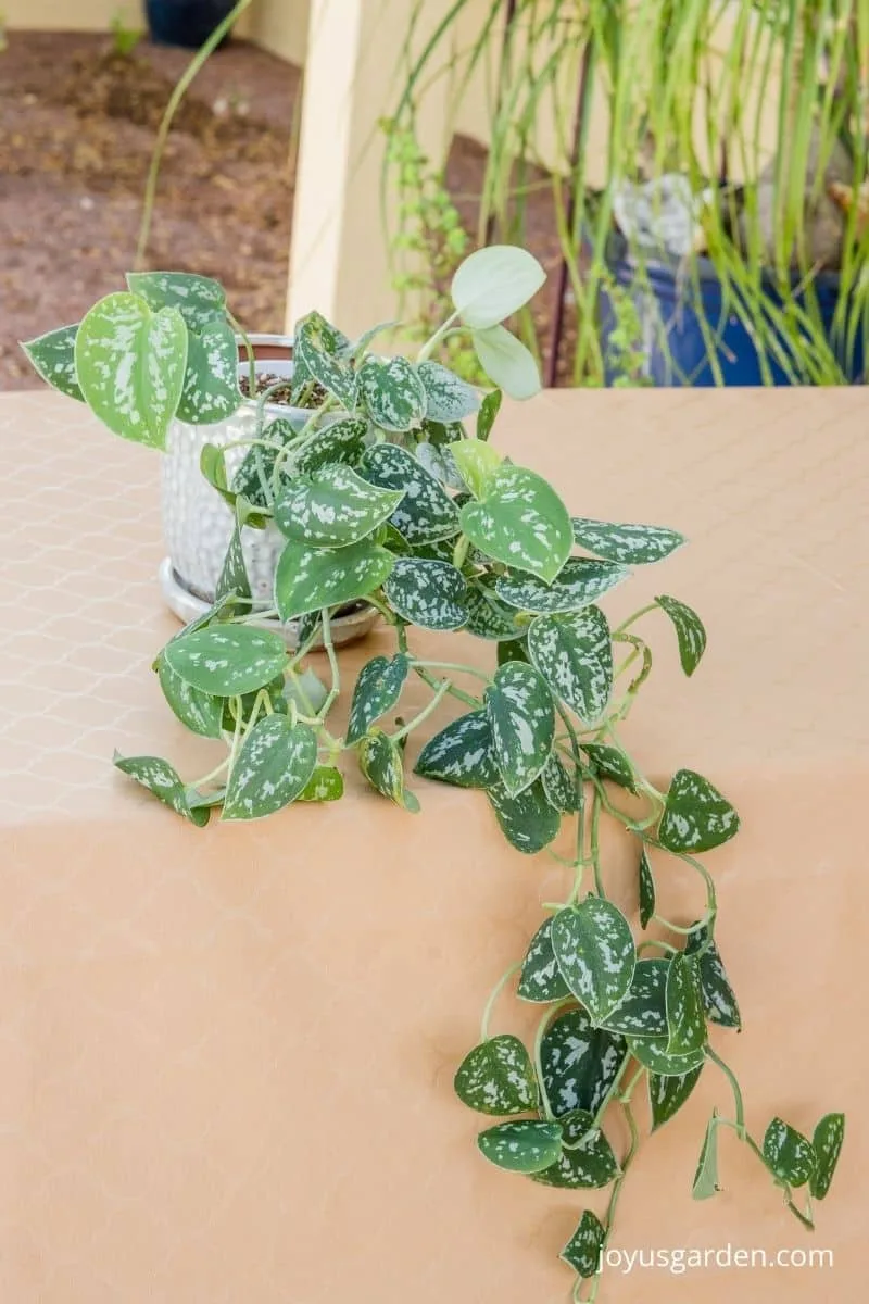 a small scindapsus pictus satin pothos with long trails sits on a table outdoors