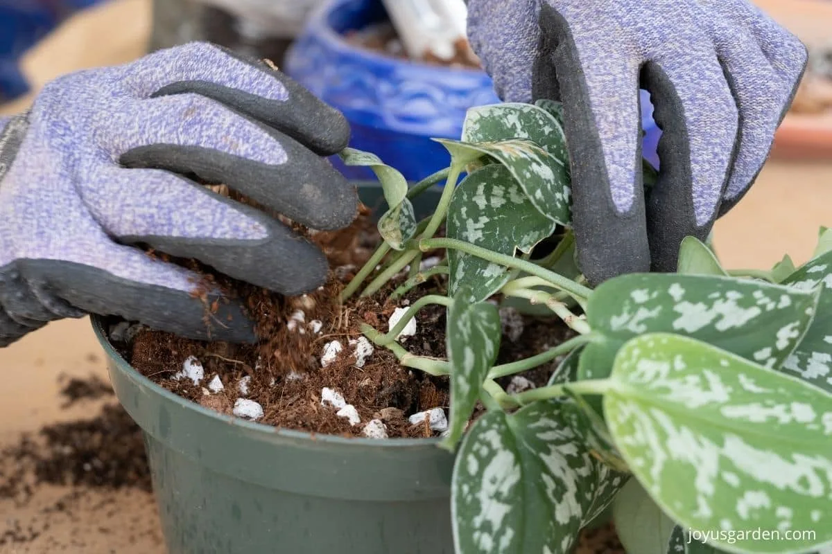 close up of a scindapsus pictus satin pothos being planted